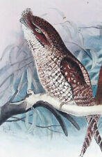 1899 j.f. keulemans usato  Urbino