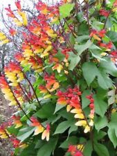 Samen mina lobata gebraucht kaufen  Parey