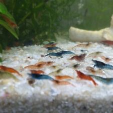 Lot crevettes neocaridina d'occasion  Brive-la-Gaillarde
