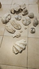 Lot coraux corail d'occasion  Céret