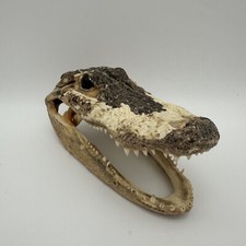 alligator skulls for sale alligator skulls for sale Trenton