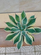 Agave kissho kan usato Agave kissho kan usato  Bisceglie