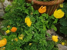 welsh poppy for sale welsh poppy for sale SWADLINCOTE