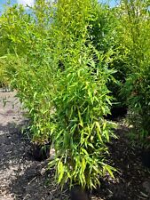 Phyllostachys aurea 10l for sale  EGHAM