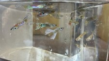 Live guppy fish for sale  San Diego