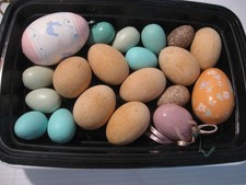 Fake nest eggs for sale  Leonia