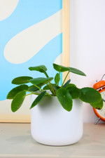 Chinese money plant for sale  LEICESTER