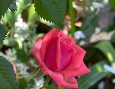 Pink rose cuttings for sale  Claremont