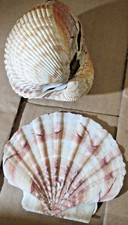 Matched cockle shell for sale  Port Ewen