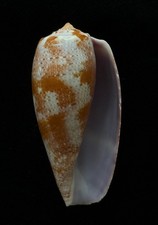 concha do mar Conus tulipa, 51,7 mm comprar usado  Enviando para Brazil