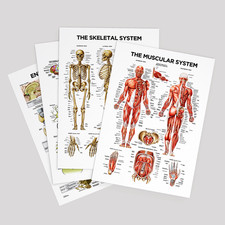 Human muscular system for sale  STOCKPORT