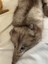 Collo pelliccia volpe usato  Modica