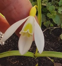 Galanthus dryad gold gebraucht kaufen  Trinwillershagen