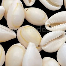 Pcs natural cowrie for sale  DONCASTER