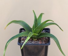 Aloe striatula hardy for sale  WALTON ON THE NAZE