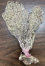 sea fan coral for sale sea fan coral for sale Little Rock