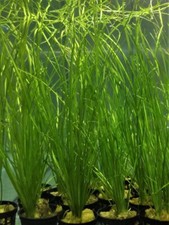 Vallisneria nana plante d'occasion  Ingwiller