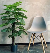 Monstera deliciosa split for sale  Akron