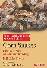 Corn snakes complete for sale  UK