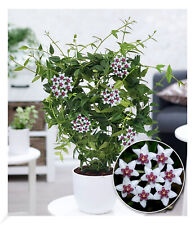 Wachsblume hoya bella gebraucht kaufen  Bensheim