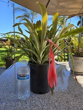 Queen tears bromeliad for sale  Santa Maria
