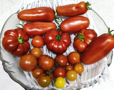 Organic tomato plants for sale  PAIGNTON
