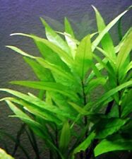 Hygrophila corymbosa rooted for sale  LEAMINGTON SPA