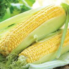 Thompson morgan sweetcorn for sale  IPSWICH