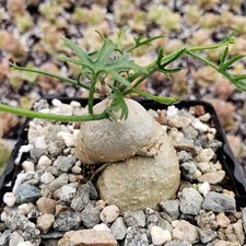 Kedrostis africana cactus for sale  Fallbrook