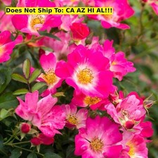 Garden plant pink for sale  Lloyd