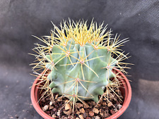 Ferocactus glaucescens cactus usato  Massafra