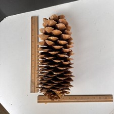 Sugar pine cones for sale  Ottawa