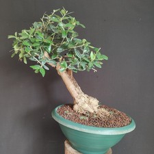 bonsai ulivo usato bonsai ulivo usato San Pancrazio Salentino