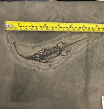 Keichousaurus fossil shale for sale  Crystal River