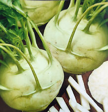150 samen kohlrabi gebraucht kaufen  Kiel
