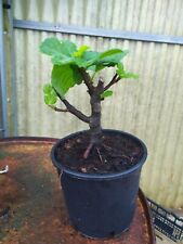 Ficus carica pre usato  Manduria