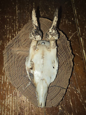 Massacre trophée chevreuil d'occasion  Ciry-le-Noble