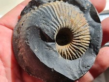 Ammonite macrocephalites indon d'occasion  Sessenheim