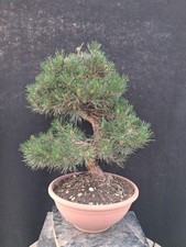 Bonsai pinus nigra usato  Montevarchi