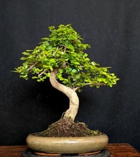 Bonsai chinesischer liguster gebraucht kaufen  Bielefeld