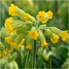 Royal cowslip primula for sale  LINCOLN