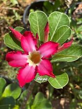 Red pink adenium d'occasion  Expédié en Belgium
