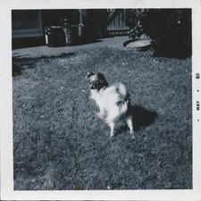 Snapshot vintage photo for sale  Arvada