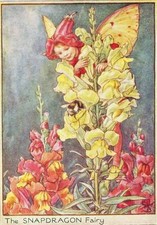 Flower fairies snapdragon for sale  MOLD