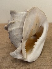 Conchiglia marina gigante usato  Fano