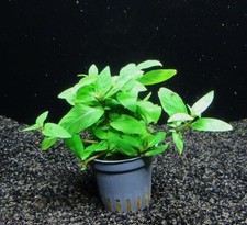 Staurogyne repens aquarienpfla gebraucht kaufen Staurogyne repens aquarienpfla gebraucht kaufen  Stolberg (Rhld.)