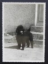 Antique photo chien d'occasion  Expédié en Belgium