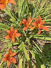 Daylilles lily rhizomes for sale  Tatum