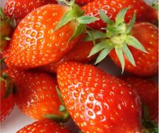 Graines fraise gariguette d'occasion  Anzin