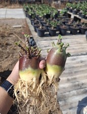Seeds black skin for sale  NOTTINGHAM